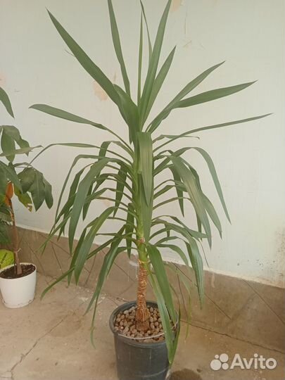 Пальма юкка