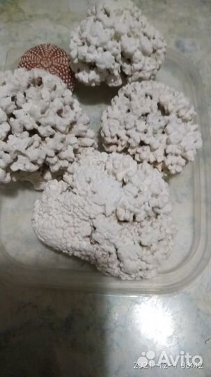 Морские ракушки раковины