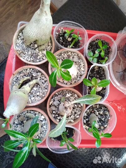 Бокарнея нолина.адениумы