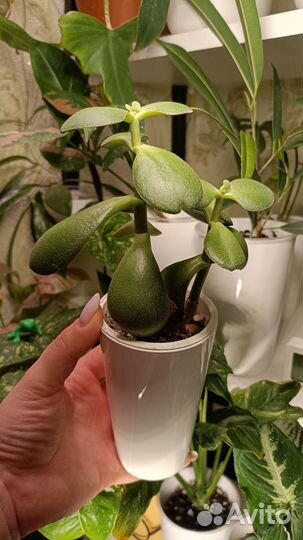 Комнатные растения