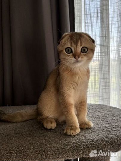Шотландский золотой фолд