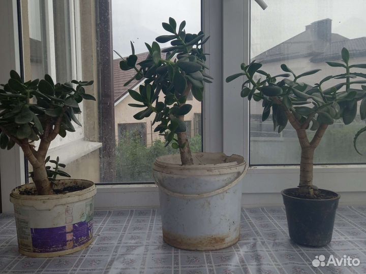 Толстянка, алое