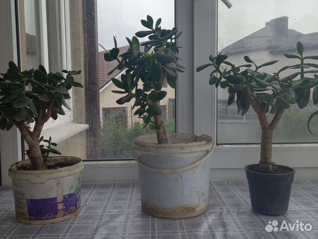 Толстянка, алое