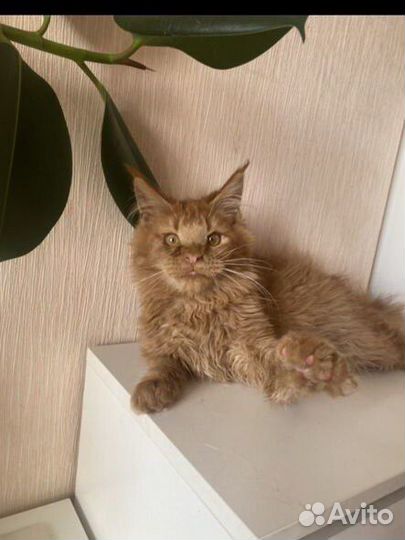 Мейн-кун красный