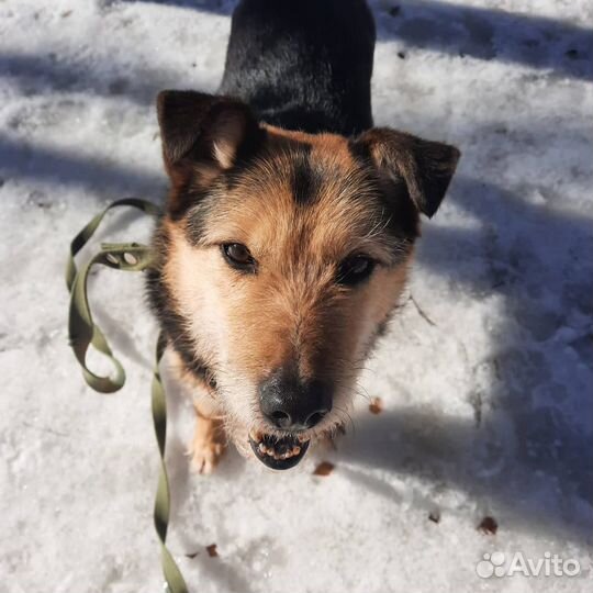 Бредли, собака в поиске дома