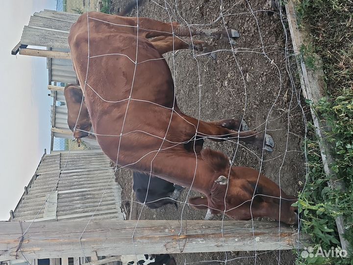 Тёлки стельные