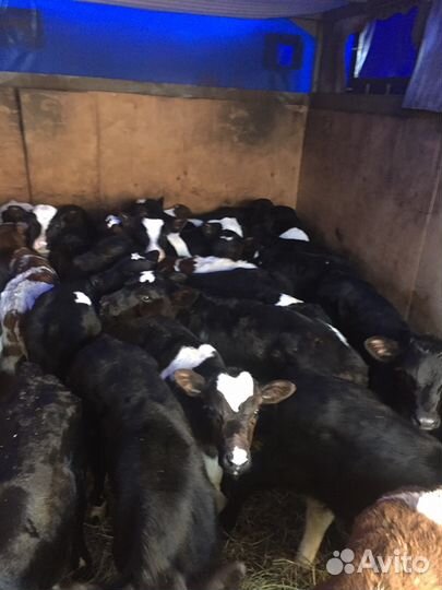 Бычки и телки