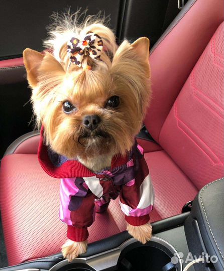 Студия Груминга ''Fifa*Serafima''