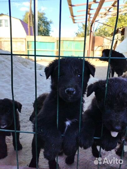 Лабрадорчики