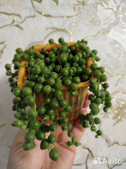 Крестовник роули