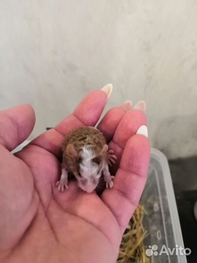 Кудрявые мышки