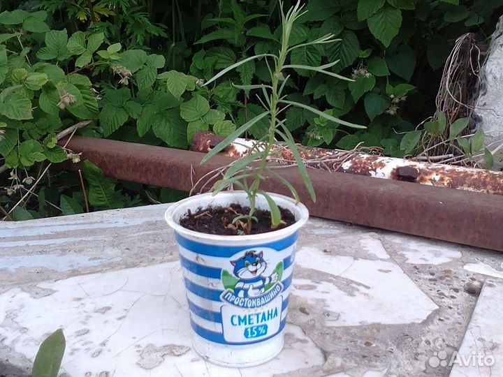 Эстрагон тархун