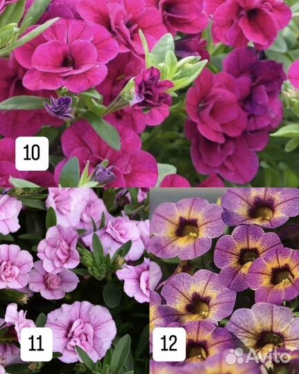 Черенки калибрахоа