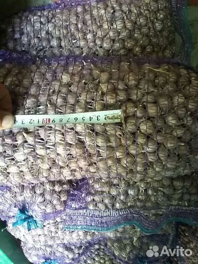 Чеснок однозубка Любаша