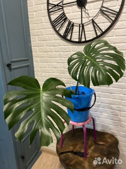 Монстера деликатесная, черенки