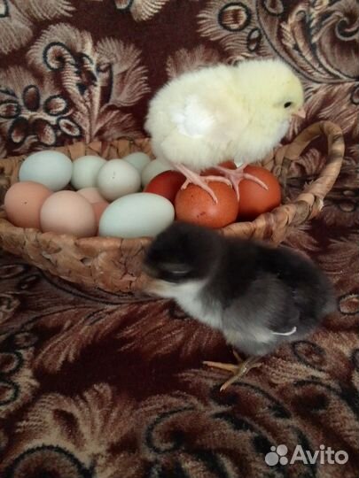 Куры,цыплята