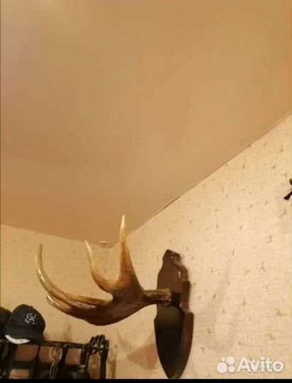 Лосиные рога