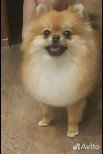 Девочка ищет новый дом