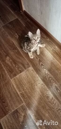 Курильский бобтейл