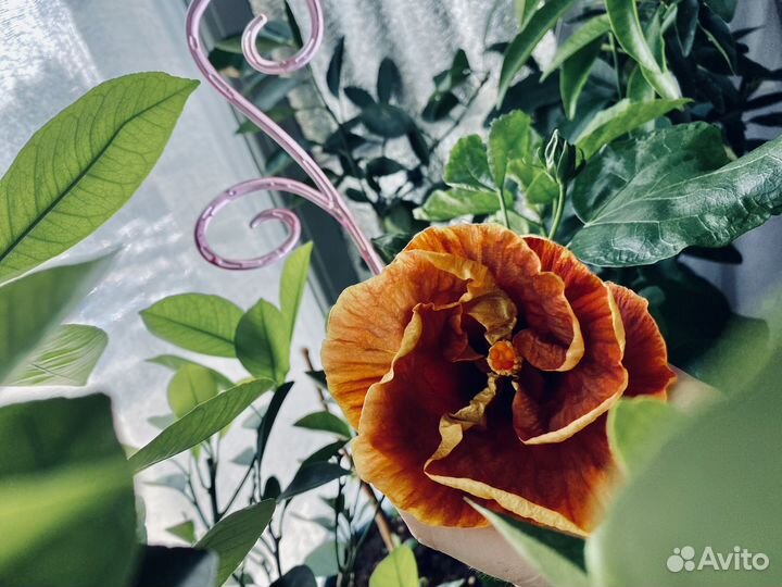 Гибискус сортовой