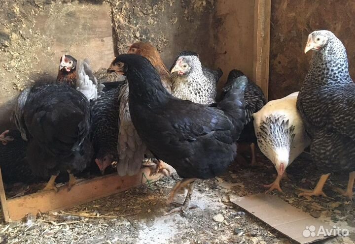 Куры доминант