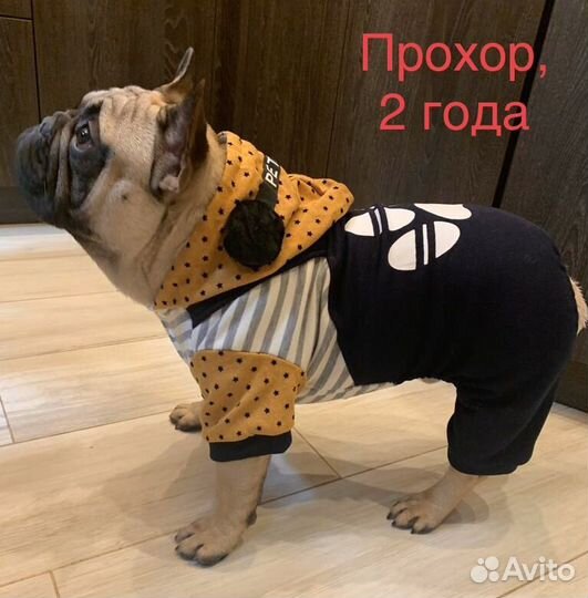 Кобель для вязки, кобели Чемпионы