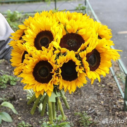 Подсолнухи Цветы Букет Москва мо