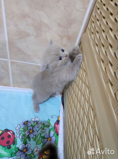 Шотландские котята