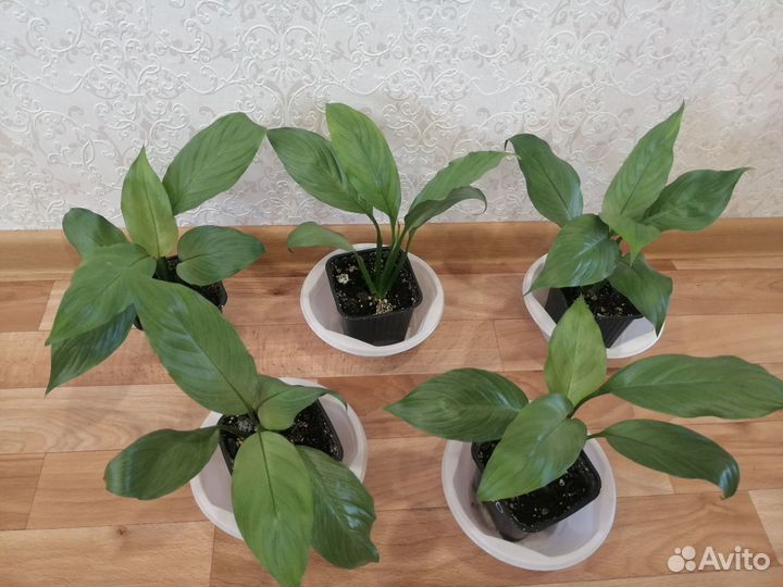 Спатифиллум Спилт Милк и другие