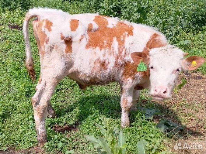 Бычки 4 и одна тёлка черно белая