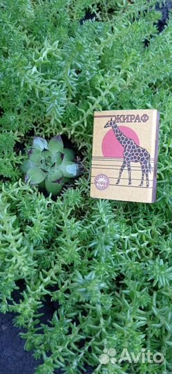 Молодило каменная роза