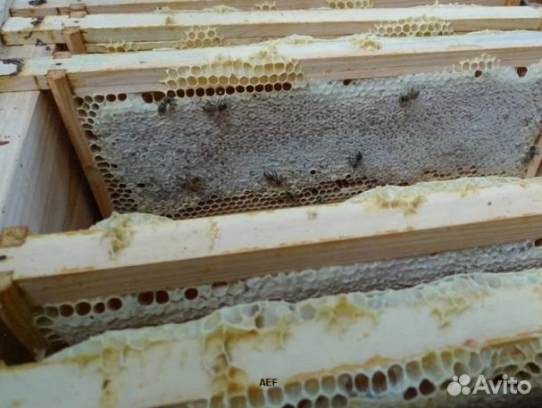 Мед 2024 года натуральный оптом