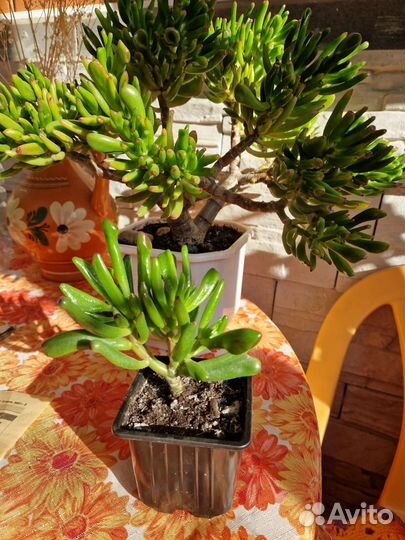 Красула Хоббит