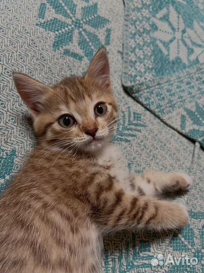 Котята бесплатно