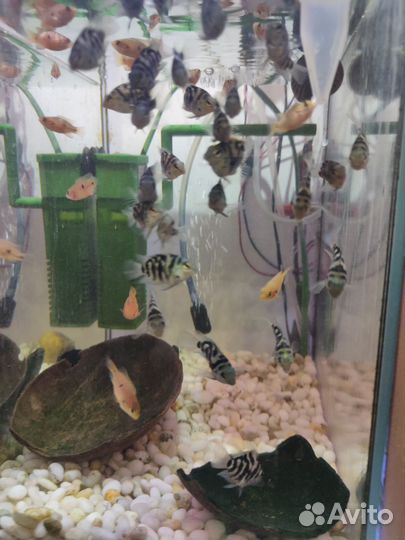 Сапфировый попугай, Чернополосая цихлазома