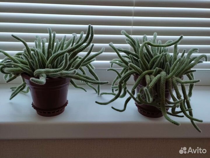 Кактусы, суккуленты