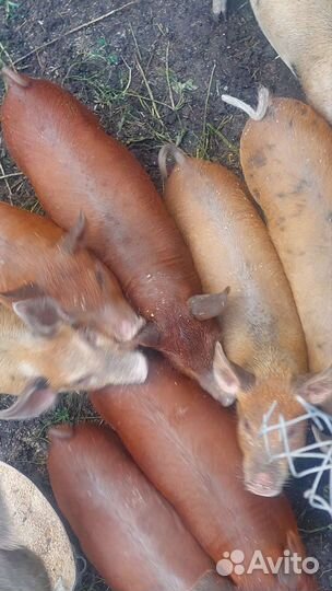 Поросята 2 месяца