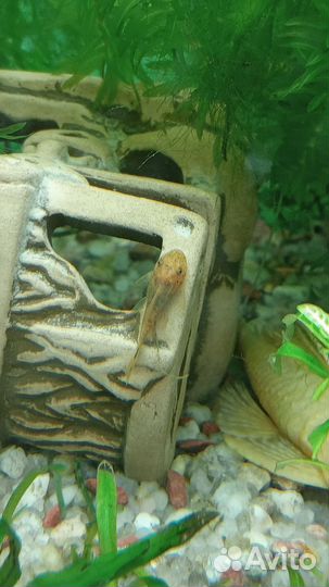 Анциструсы