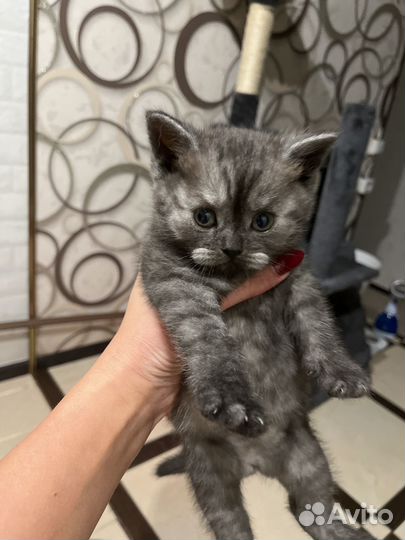 Британские котята