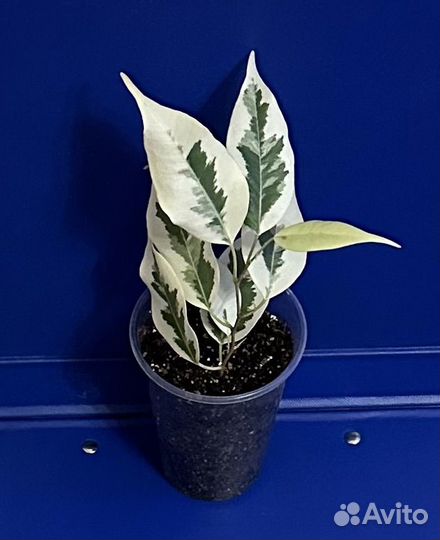 Фикус де Гантель - укорененные отростки