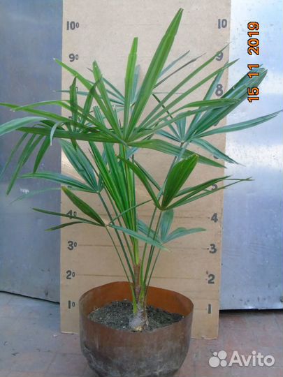 Пальмы: Хамеропс и Трахикарпус - сеянцы и саженцы