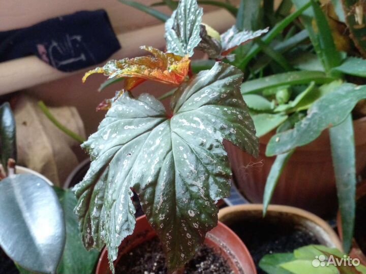 Бегония грифон