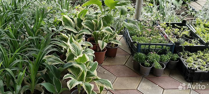 Многолетники