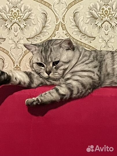 Шотландская