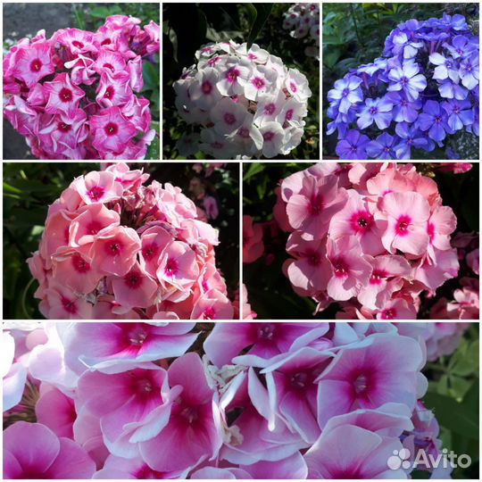 Флоксы сортовые