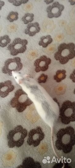 Домашние крысы