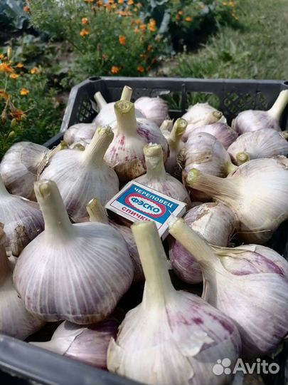 Чеснок Любаша