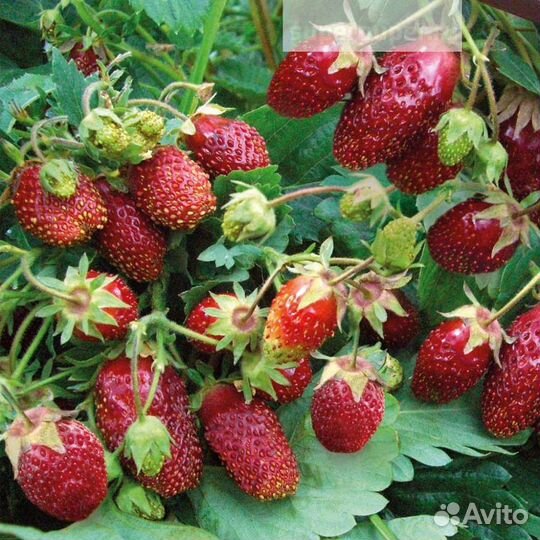 Земклуника пенелопа