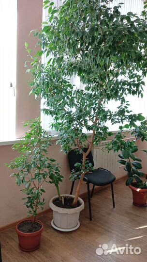Фикус бенджамина