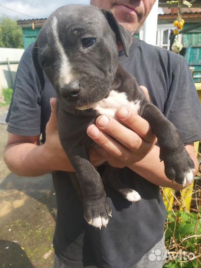 Щенки питбуля